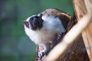 The pied tamarin is one of many animals in danger of extinction.