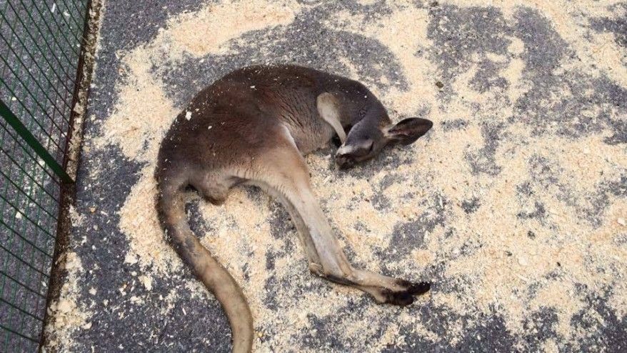 Kangaroo collapsed in sun at petting zoo