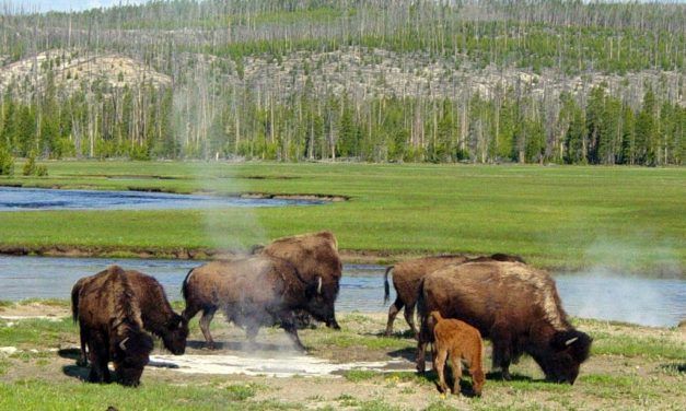 How Well-Meaning Humans Are Damaging Yellowstone’s Ecosystem