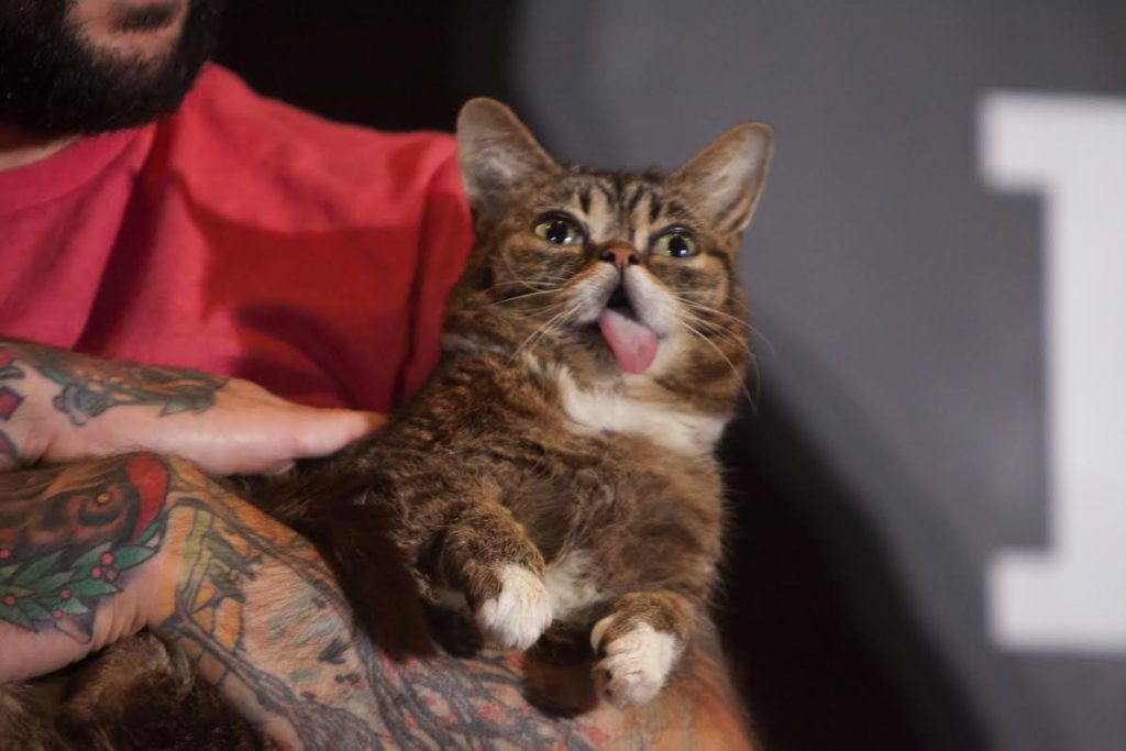 The infamous Lil Bub at CatCon 2015 (Photo courtesy of Susan Michels)