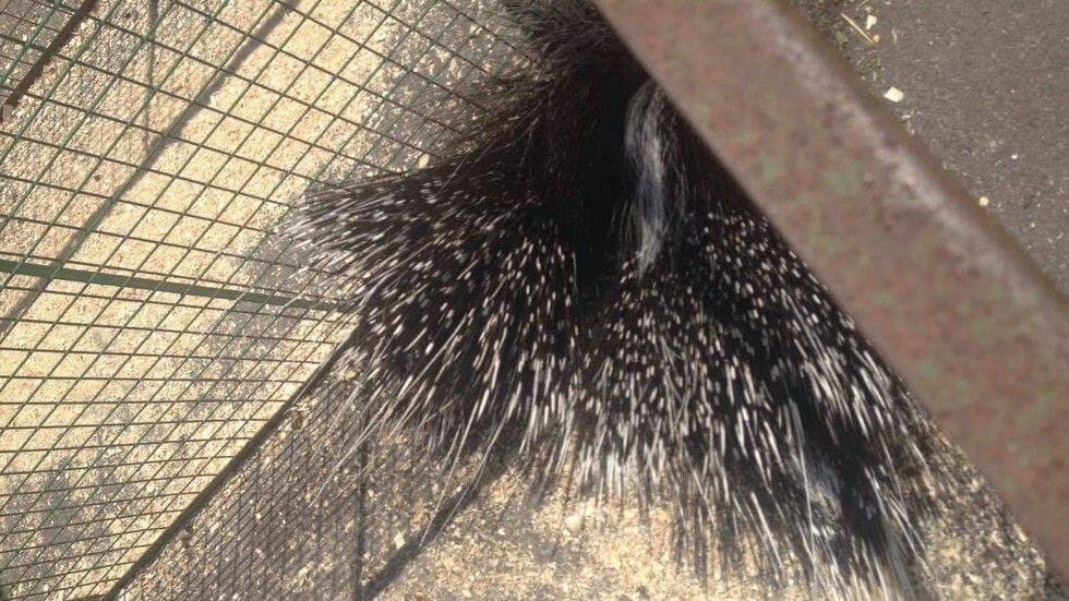 Porcupines fighting over shade at petting zoo