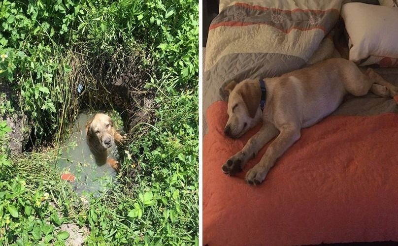 Puppy stuck in drain adopted by rescuer