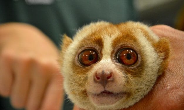 Adorable Slow Loris Has Teeth Ripped Out for Selfies