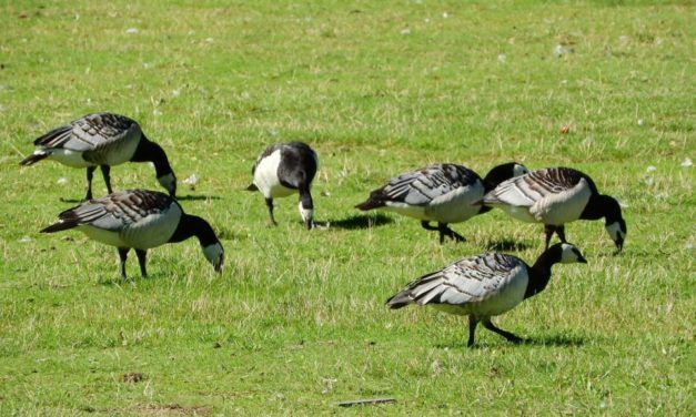 Nearly 500 Canadian Geese Slaughtered in Government-Sponsored Cull