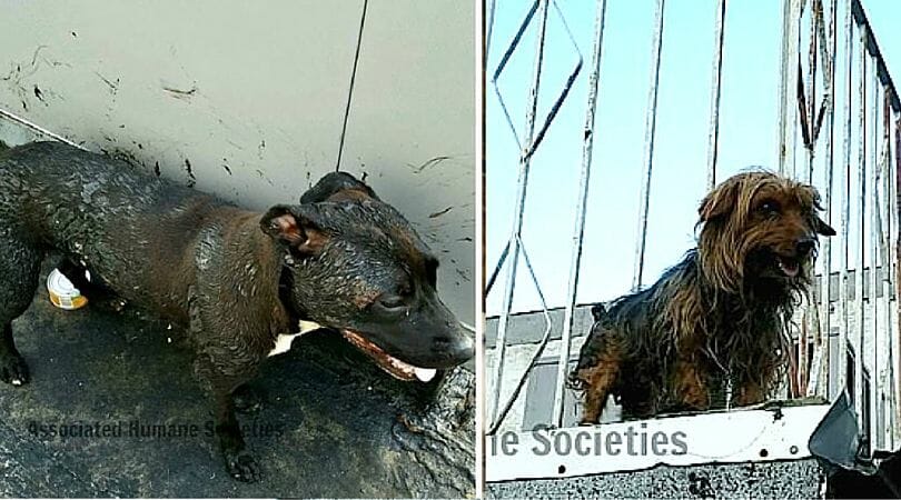 dogs left on hot tar roof new jersey