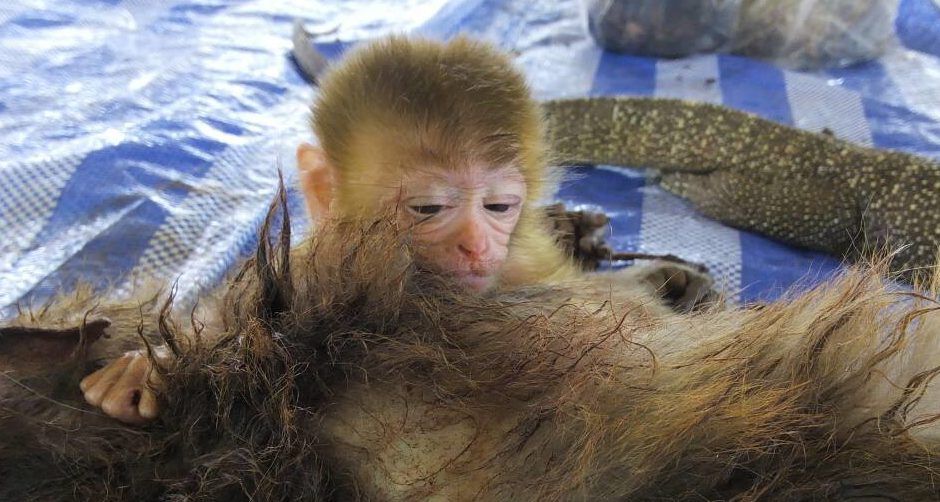Baby Monkey Clings Tightly to Dead Mother Murdered by Poachers