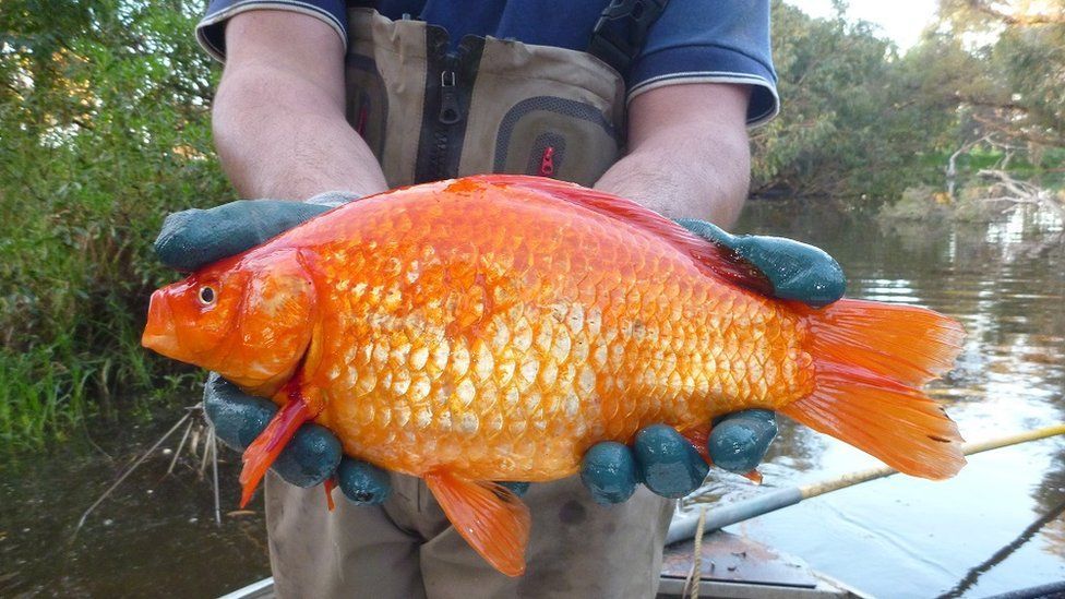 goldfish as big as a football