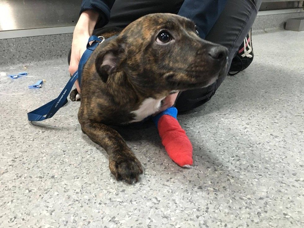 puppy swallows knife survives