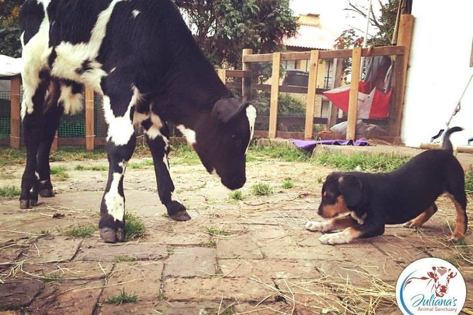 rescued dog and veal calf friends