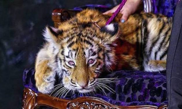 Tiger Cub Drugged, Paraded Around Casino Opening