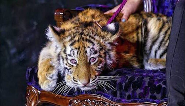 Baby tiger drugged and paraded around casino