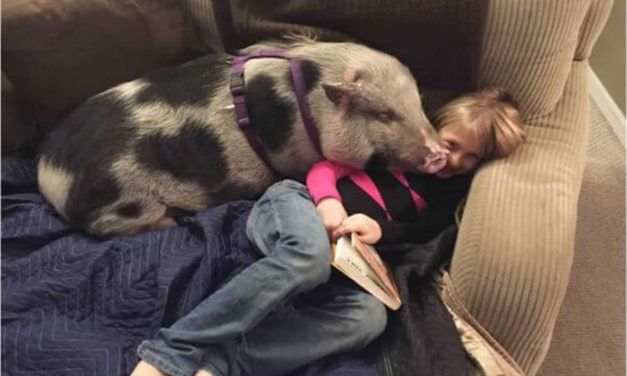 Pig Beaten with Crowbar and Left to Die Gets Second Chance at Life