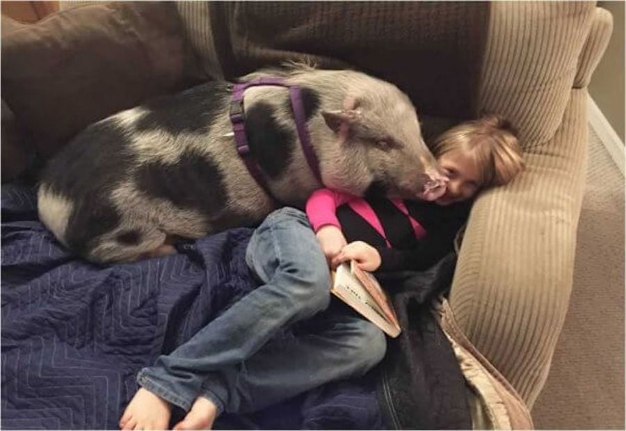Koa the rescued pig snuggles with little girl