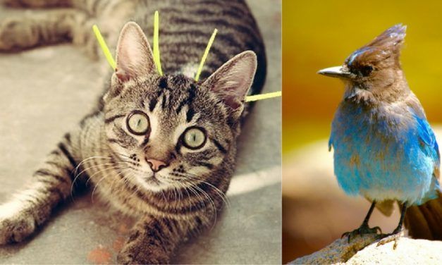 It May Look Funny, but This Cat Collar Is Designed to Save Birds