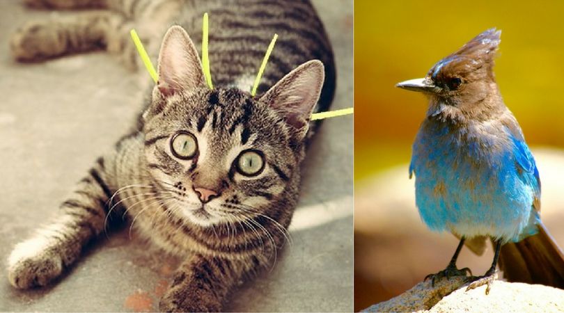 chripon cat collar stop bird killing