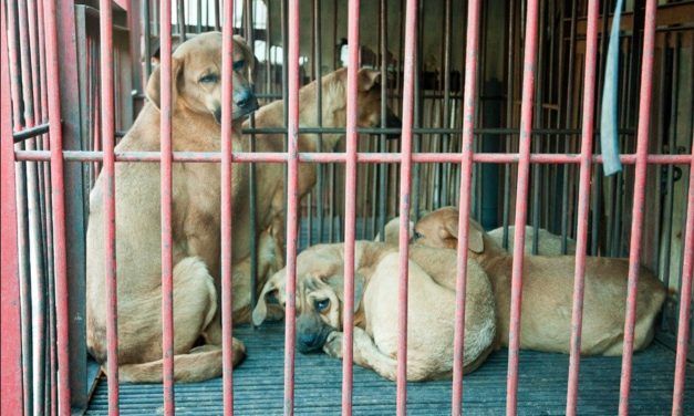 Last Chance for Animals Unleashes Aggressive Campaign Against Korean Dog Meat Trade