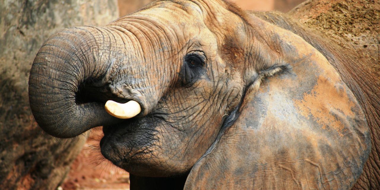 Elephants are often killed to sell their tusks online in a lucrative ivory trade.