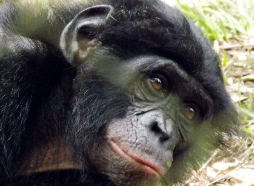 First-Ever Bonobo Communication Workshop Aims to Save One of Human’s Closest Relatives