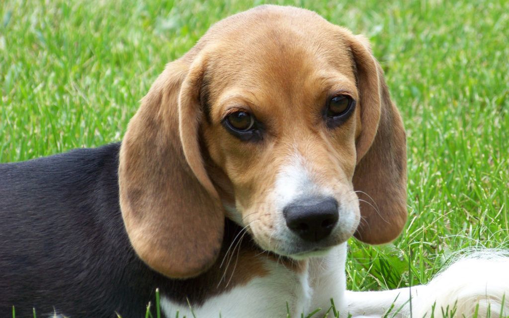 beagles blinded and killed for research