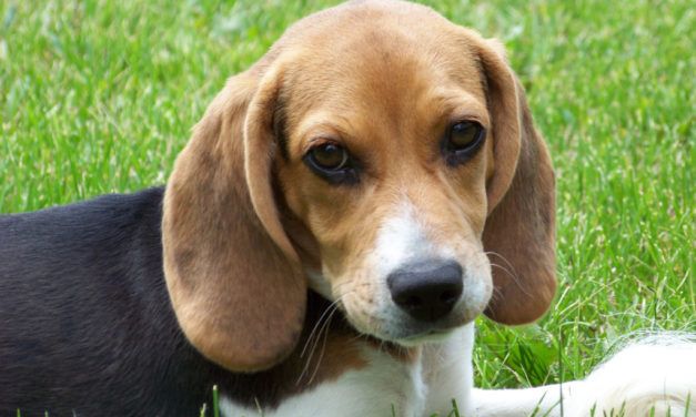Activists Outraged over Blinding and Killing of 6 Beagles For Inconclusive Study
