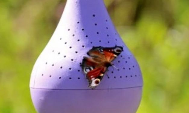 New Backyard Feeders Could Help Save the Endangered Butterflies