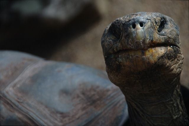 Turtle - reptiles are one of the species most commonly traded online.