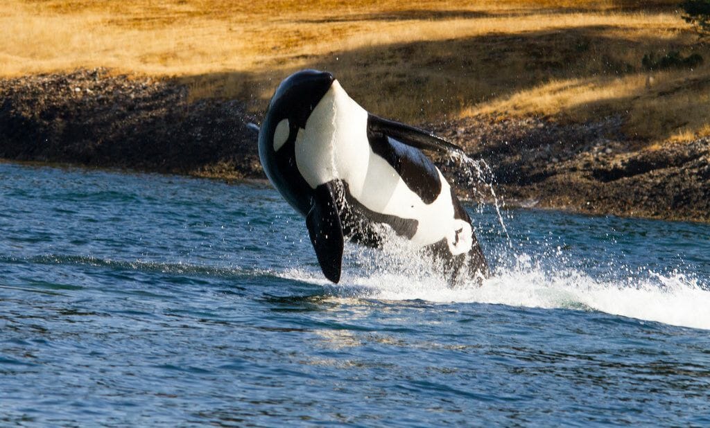 California bans orca captivity
