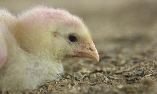 Poll: Most Consumers in the Dark about Intense Suffering of Chickens