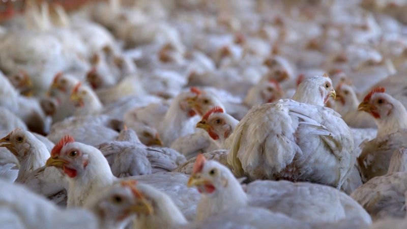Approximately 28-day-old chickens in a commercial indoor system. (c) World Animal Protection