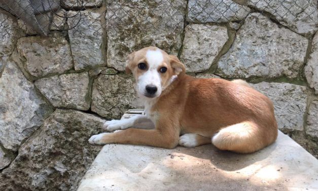Dogs and Kittens Rescued from Streets of Lebanon, Sent to US for Adoption