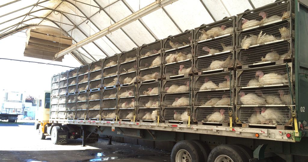 Turkeys in cages at Lilydale, Canada from an investigation by Mercy for Animals.