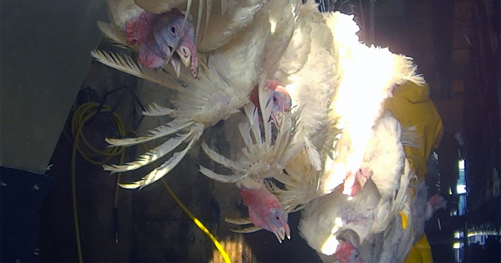 Turkeys are hung upside down alive, and sent down a conveyor-type line, soaked in charged water, then sent over a cutting blade, and finally heated. Picture courtesy of Mercy For Animals.