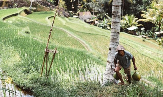 Man working in rice field