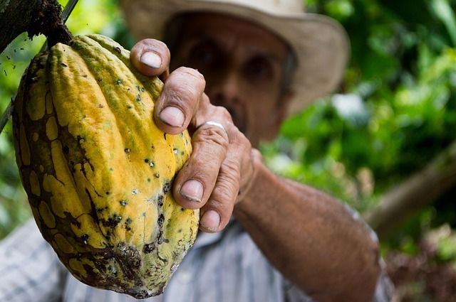 WOrker on farm holding out a papaya