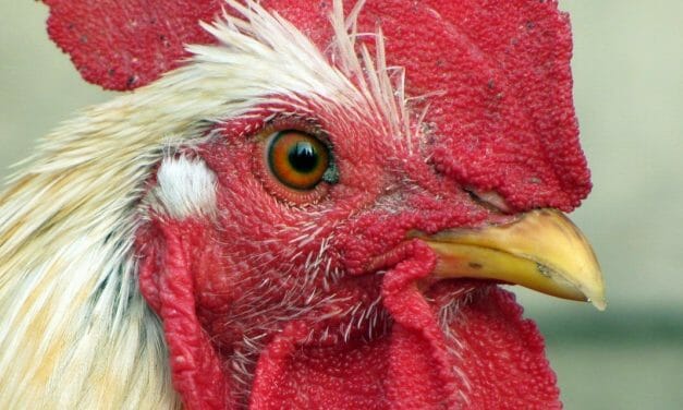 Protest Planned in NY Against Cruel ‘Chicken Swinging’ Ritual