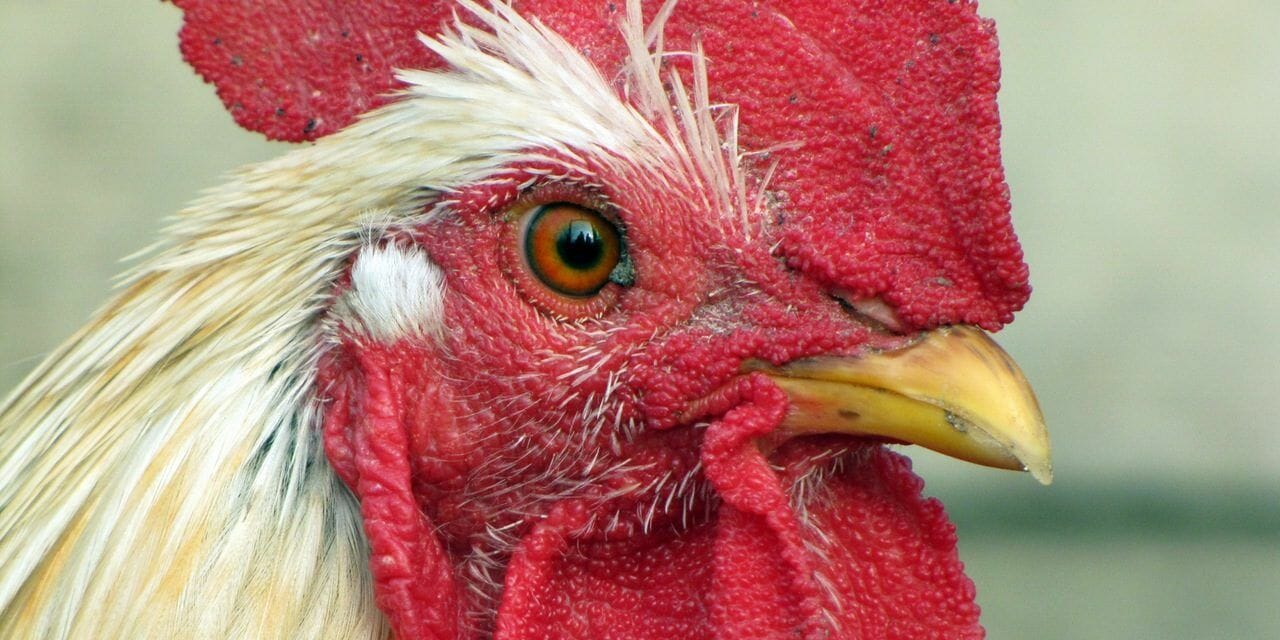 Picture of a rooster, often used in kaporos