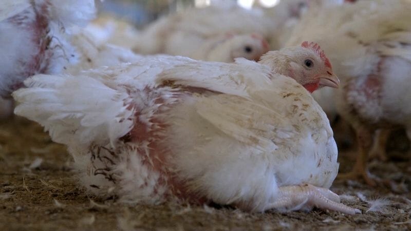 chicken factory farming