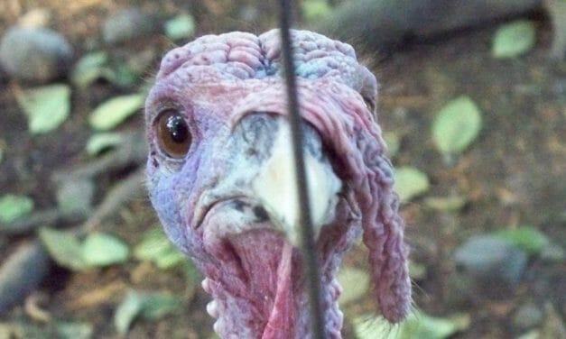 7 Awesome Vegan Turkey Alternatives for Thanksgiving
