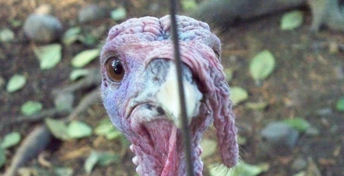 Turkey face close up