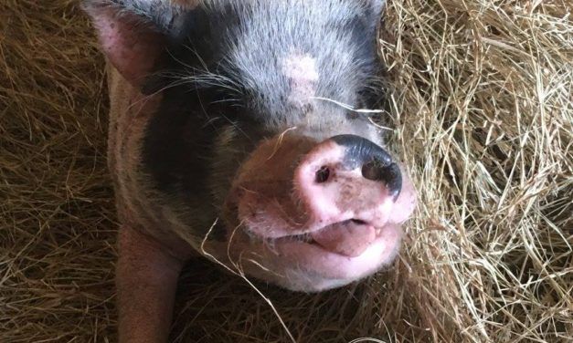 Behind the Scenes of a Heartbreaking Pig Rescue