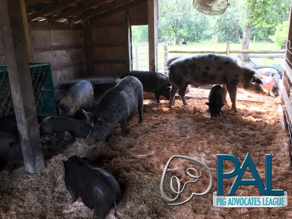 Polk Pigs resting, eating, and relaxing.