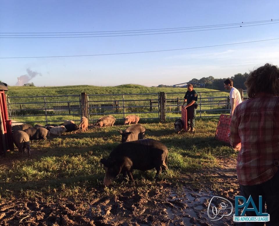 Polks Pigs transferring to Rooterville and settling in.
