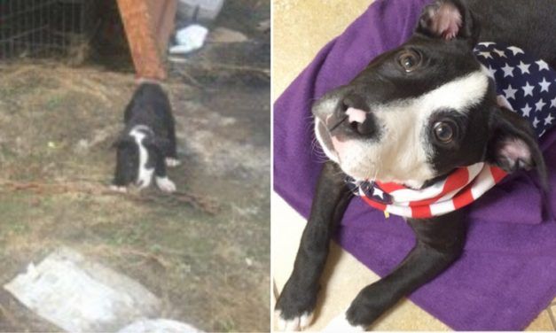 Before and After: Tiny Rescue Dogs Make Amazing Transformation