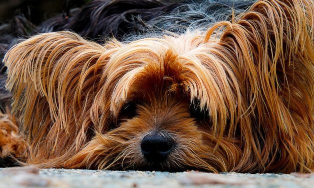 Pets and Foreclosure: The Silent Victims of the Mortgage Crisis