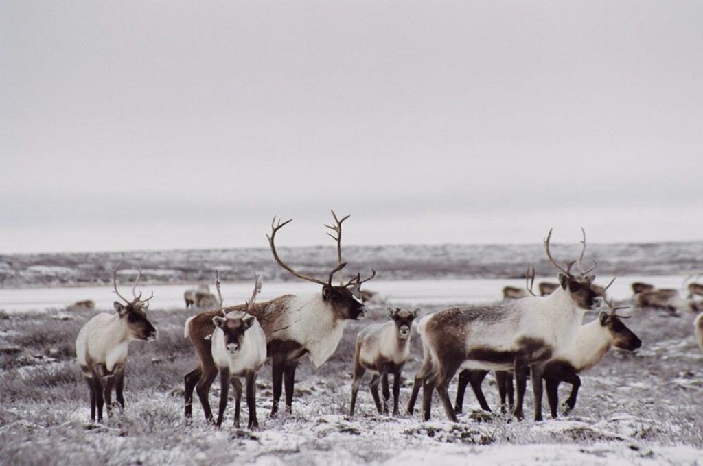 Caribou populations are threatened, endangered according to COSEWIC