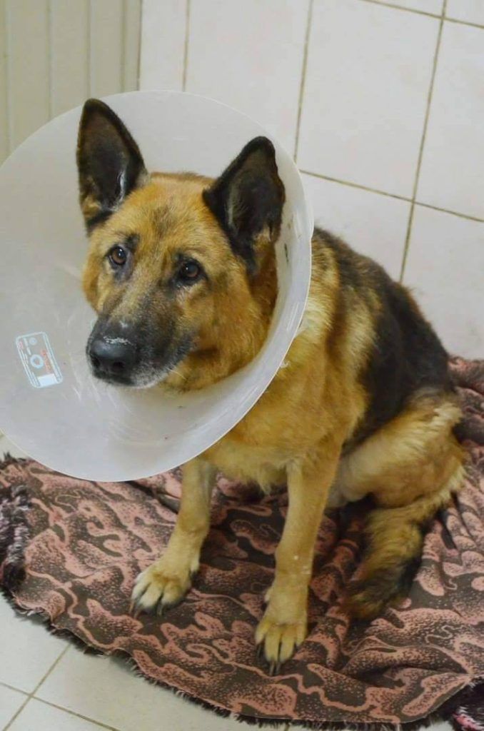Rescue dog at risk if power goes off in Ukrainian shelter.