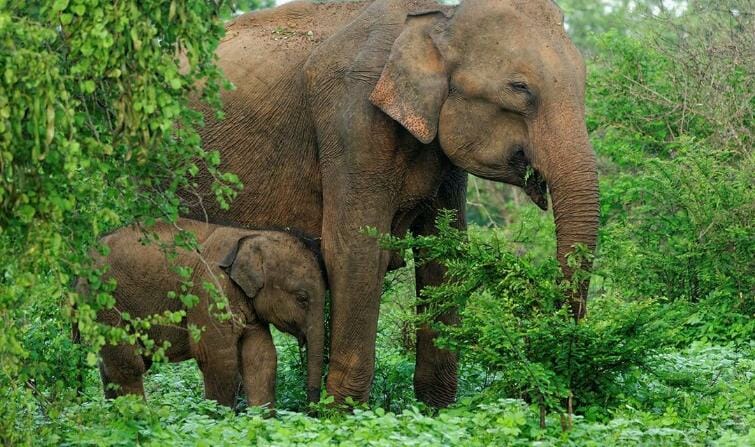 Wild elephants in Sri Lanka.