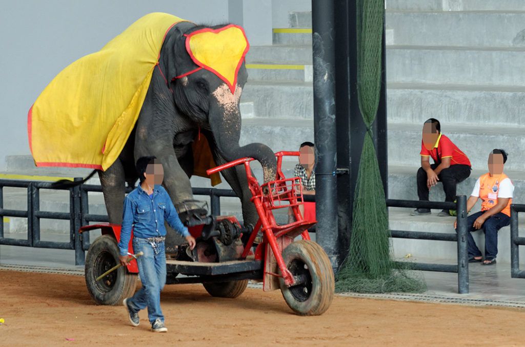 Elephant held in captivity performing on bike in Thailand.