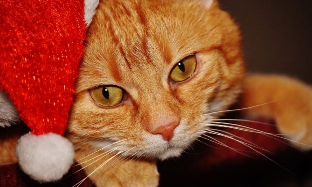 Study Says: Dogs Get More Than Twice as Many Christmas Presents than Cats