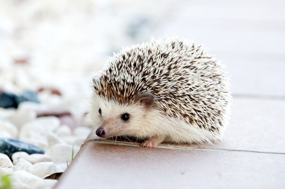 This Hospital is Flooded with Hedgehog Patients